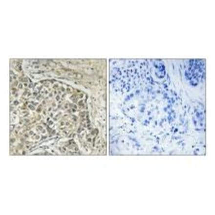 Immunohistochemistry - ARSD Antibody from Signalway Antibody (34441) - Antibodies.com