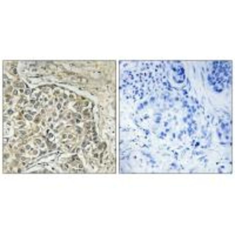 Immunohistochemistry - ARSD Antibody from Signalway Antibody (34441) - Antibodies.com