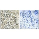 Immunohistochemistry - ARSD Antibody from Signalway Antibody (34441) - Antibodies.com
