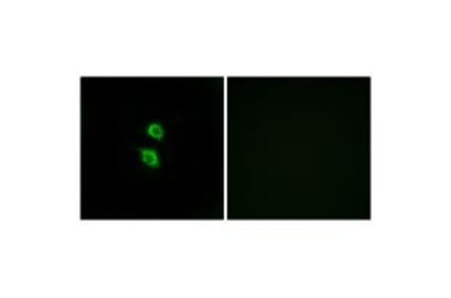 Immunofluorescence - ARSD Antibody from Signalway Antibody (34441) - Antibodies.com