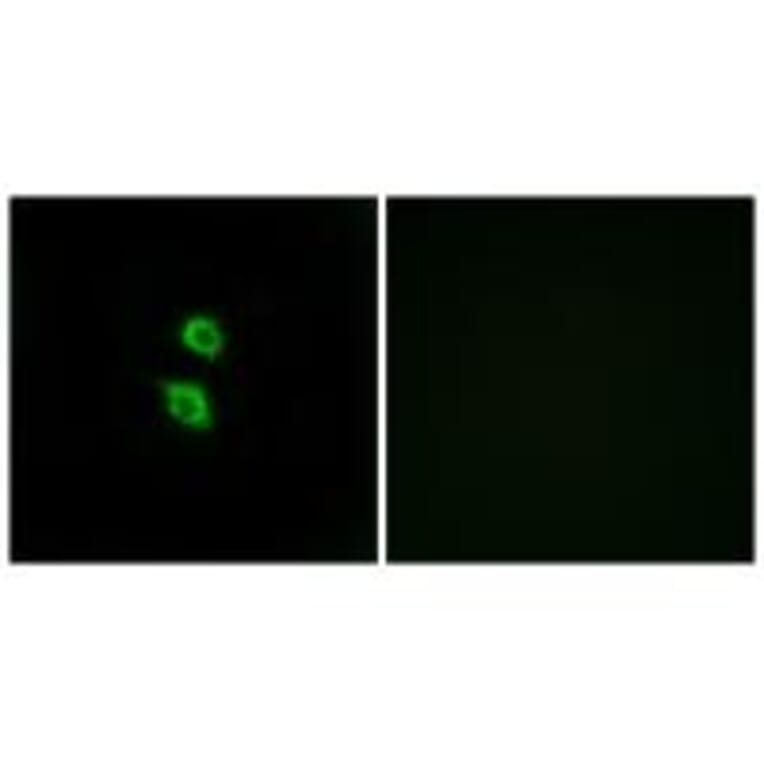 Immunofluorescence - ARSD Antibody from Signalway Antibody (34441) - Antibodies.com