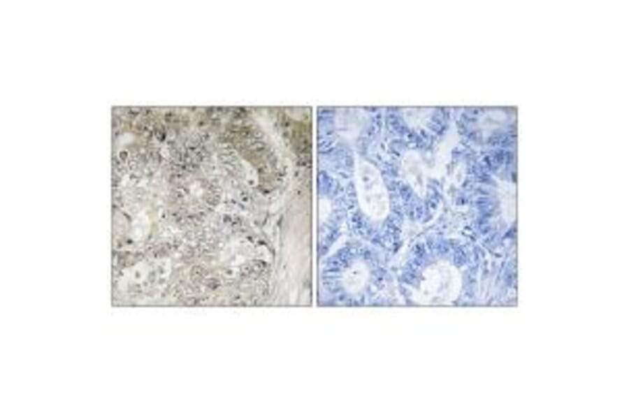 Immunohistochemistry - CST1 Antibody from Signalway Antibody (34630) - Antibodies.com