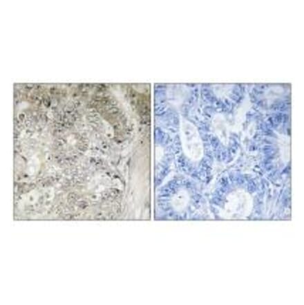 Immunohistochemistry - CST1 Antibody from Signalway Antibody (34630) - Antibodies.com