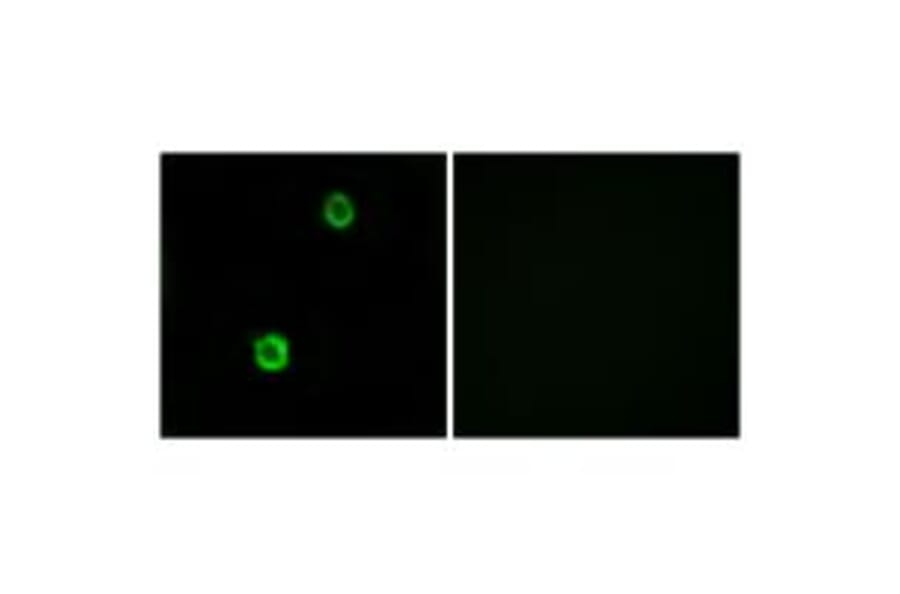 Immunofluorescence - CST1 Antibody from Signalway Antibody (34630) - Antibodies.com