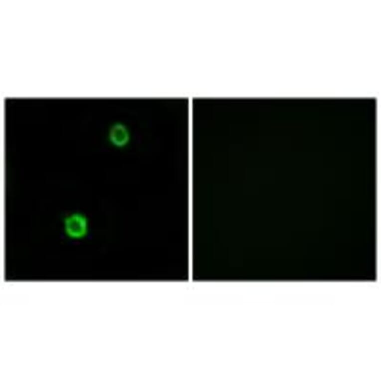 Immunofluorescence - CST1 Antibody from Signalway Antibody (34630) - Antibodies.com