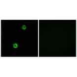 Immunofluorescence - CST1 Antibody from Signalway Antibody (34630) - Antibodies.com