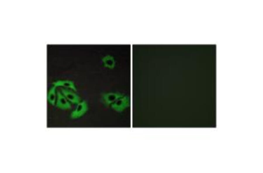 Immunofluorescence - BAX Antibody from Signalway Antibody (34261) - Antibodies.com