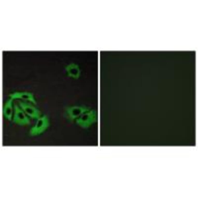 Immunofluorescence - BAX Antibody from Signalway Antibody (34261) - Antibodies.com