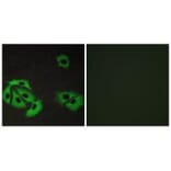 Immunofluorescence - BAX Antibody from Signalway Antibody (34261) - Antibodies.com