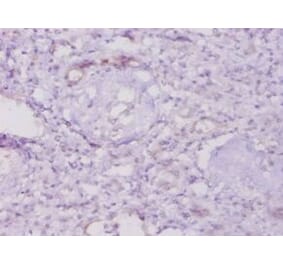 Immunohistochemistry - 42618 from Signalway Antibody - Antibodies.com