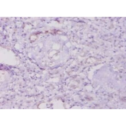 Immunohistochemistry - 42618 from Signalway Antibody - Antibodies.com