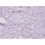 Immunohistochemistry - 42618 from Signalway Antibody - Antibodies.com