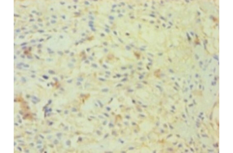 Immunohistochemistry - 42277 from Signalway Antibody - Antibodies.com