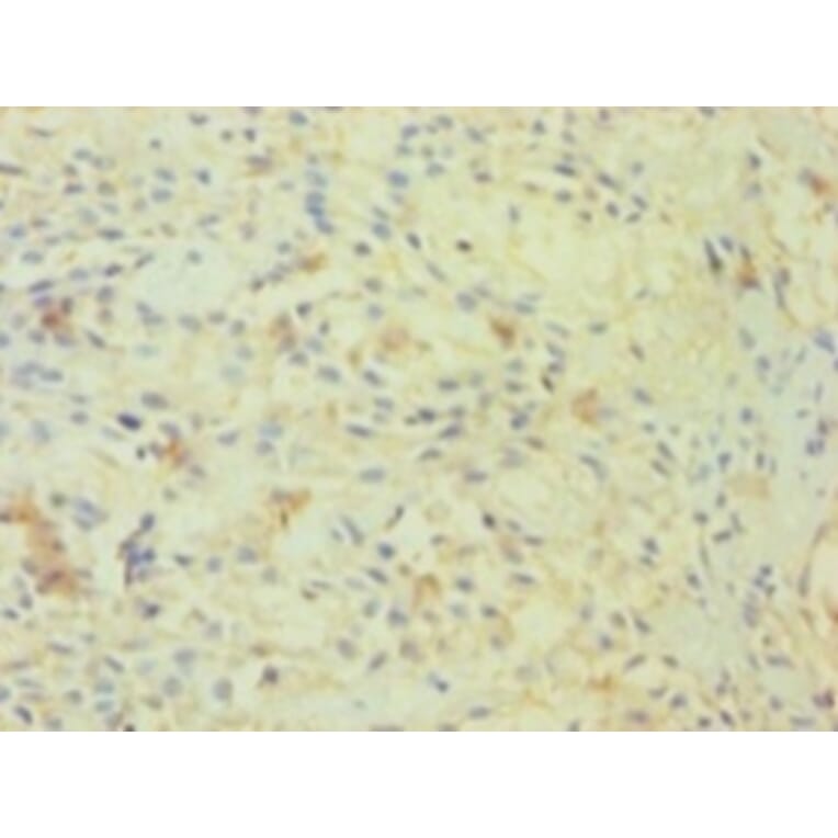 Immunohistochemistry - 42277 from Signalway Antibody - Antibodies.com