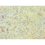 Immunohistochemistry - 42277 from Signalway Antibody - Antibodies.com