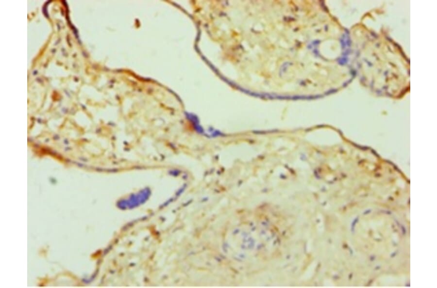 Immunohistochemistry - 42277 from Signalway Antibody - Antibodies.com