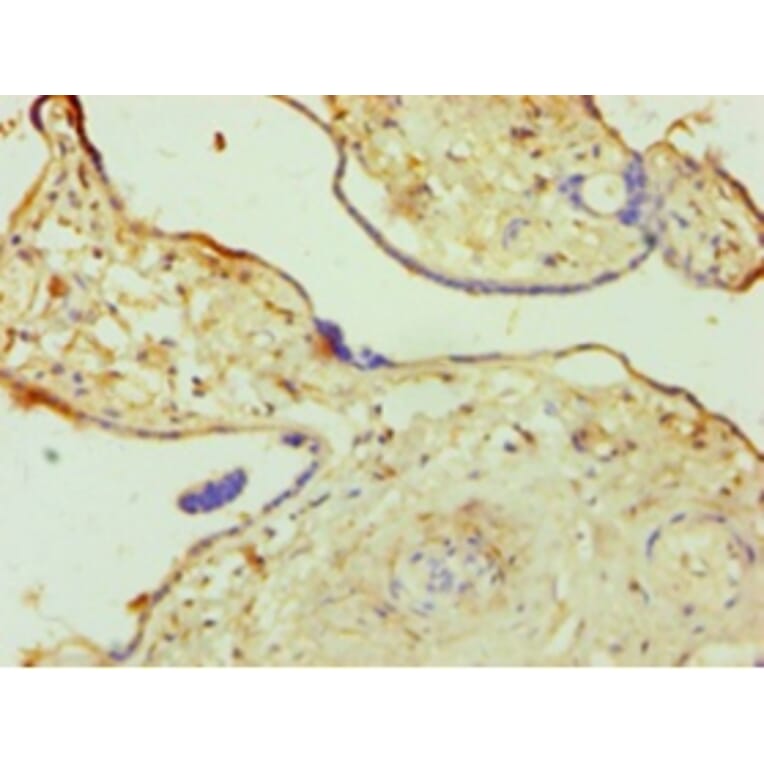 Immunohistochemistry - 42277 from Signalway Antibody - Antibodies.com