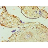 Immunohistochemistry - 42277 from Signalway Antibody - Antibodies.com