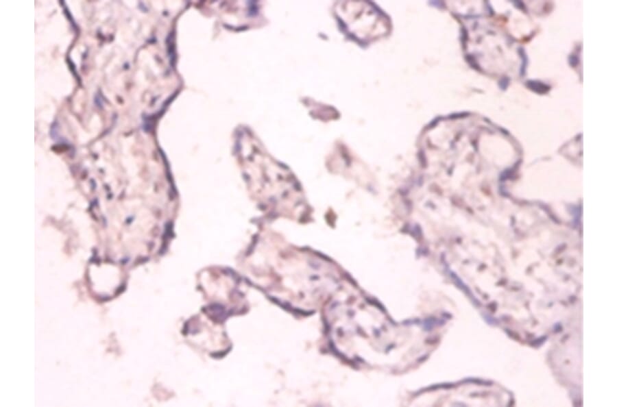 Immunohistochemistry - 42601 from Signalway Antibody - Antibodies.com