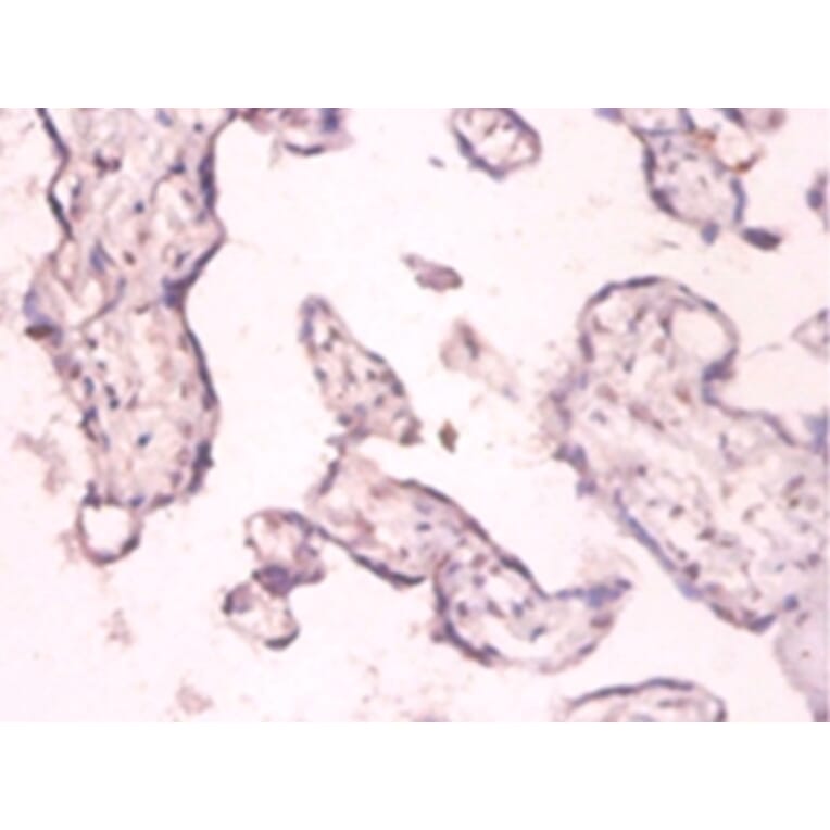 Immunohistochemistry - 42601 from Signalway Antibody - Antibodies.com