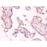 Immunohistochemistry - 42601 from Signalway Antibody - Antibodies.com