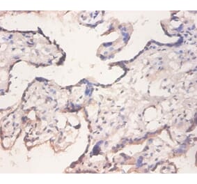 Immunohistochemistry - 42157 from Signalway Antibody - Antibodies.com