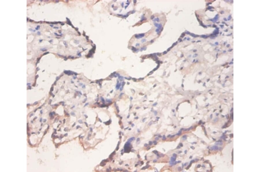 Immunohistochemistry - 42157 from Signalway Antibody - Antibodies.com