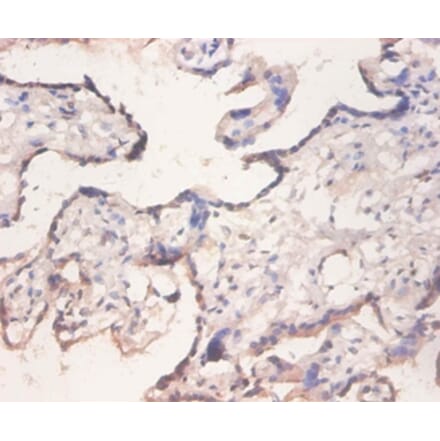 Immunohistochemistry - 42157 from Signalway Antibody - Antibodies.com