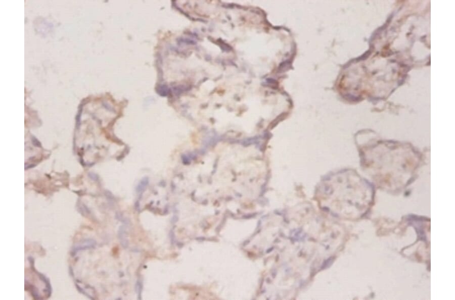 Immunohistochemistry - 42271 from Signalway Antibody - Antibodies.com