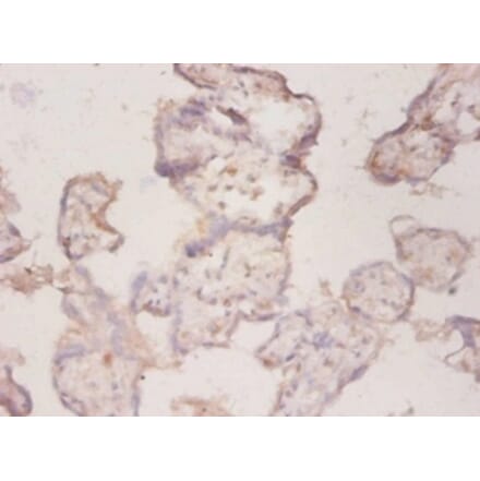 Immunohistochemistry - 42271 from Signalway Antibody - Antibodies.com