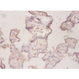 Immunohistochemistry - 42271 from Signalway Antibody - Antibodies.com