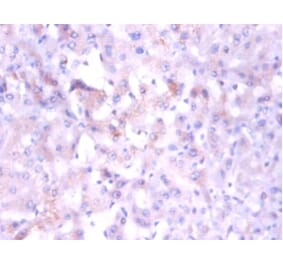 Immunohistochemistry - 42282 from Signalway Antibody - Antibodies.com