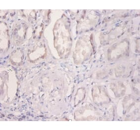 Immunohistochemistry - 42381 from Signalway Antibody - Antibodies.com