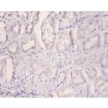 Immunohistochemistry - 42381 from Signalway Antibody - Antibodies.com