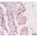 Immunohistochemistry - 42242 from Signalway Antibody - Antibodies.com