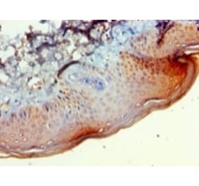 Immunohistochemistry - 42080 from Signalway Antibody - Antibodies.com