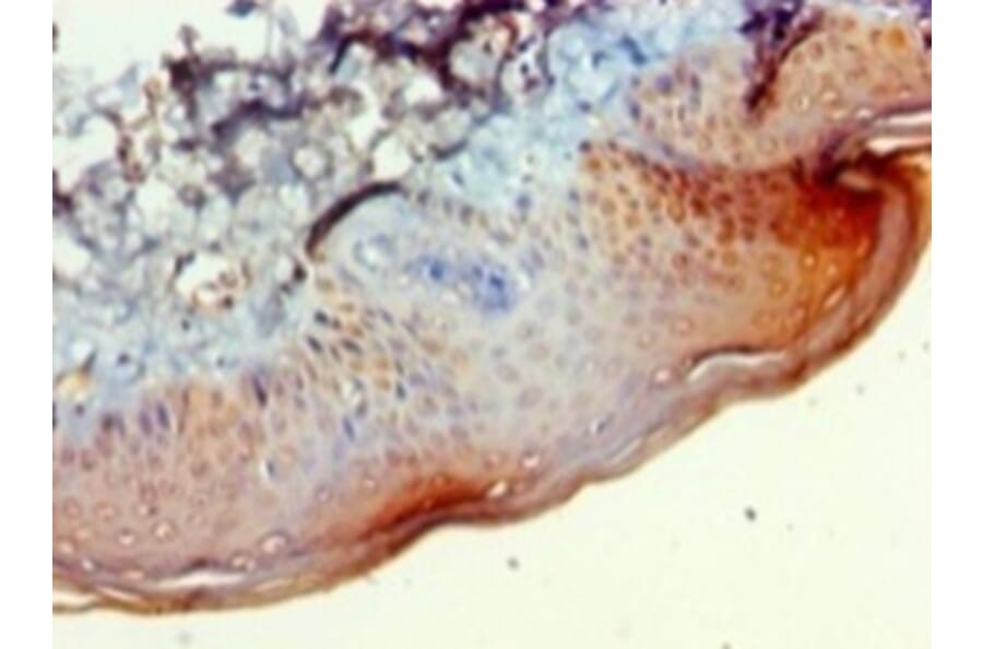 Immunohistochemistry - 42080 from Signalway Antibody - Antibodies.com