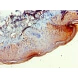 Immunohistochemistry - 42080 from Signalway Antibody - Antibodies.com