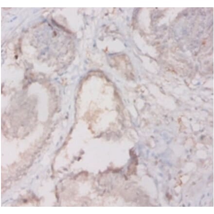 Immunohistochemistry - 42589 from Signalway Antibody - Antibodies.com