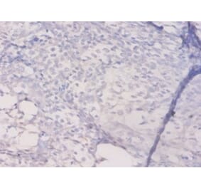 Immunohistochemistry - 42590 from Signalway Antibody - Antibodies.com