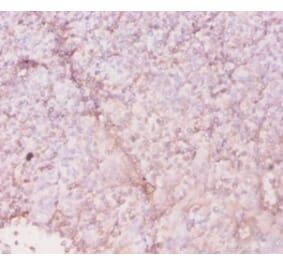 Immunohistochemistry - 42616 from Signalway Antibody - Antibodies.com