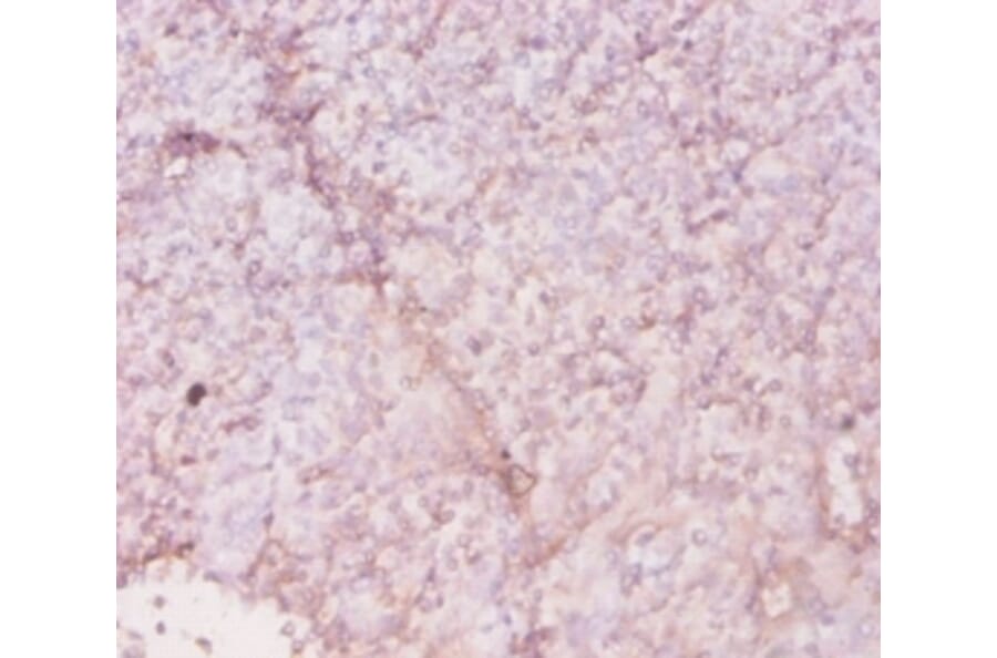 Immunohistochemistry - 42616 from Signalway Antibody - Antibodies.com