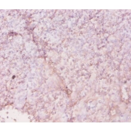Immunohistochemistry - 42616 from Signalway Antibody - Antibodies.com
