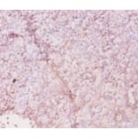 Immunohistochemistry - 42616 from Signalway Antibody - Antibodies.com