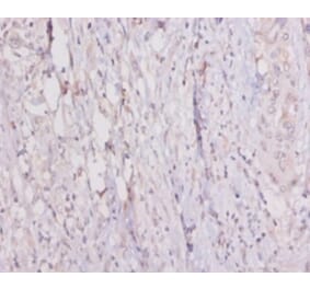 Immunohistochemistry - 42089 from Signalway Antibody - Antibodies.com