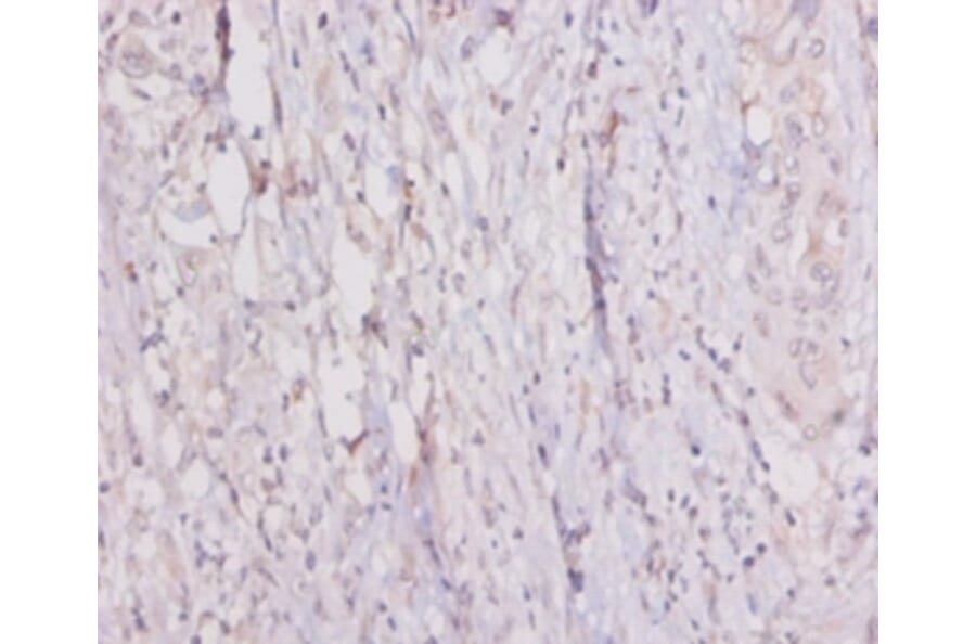 Immunohistochemistry - 42089 from Signalway Antibody - Antibodies.com