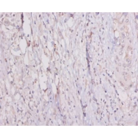 Immunohistochemistry - 42089 from Signalway Antibody - Antibodies.com