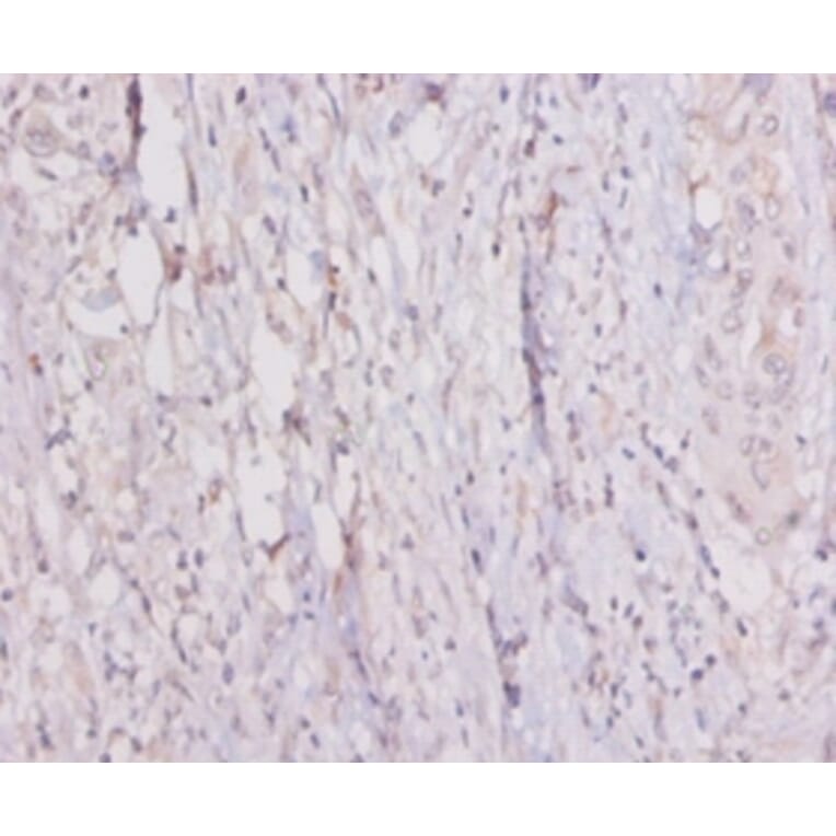 Immunohistochemistry - 42089 from Signalway Antibody - Antibodies.com
