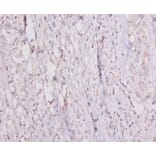 Immunohistochemistry - 42089 from Signalway Antibody - Antibodies.com