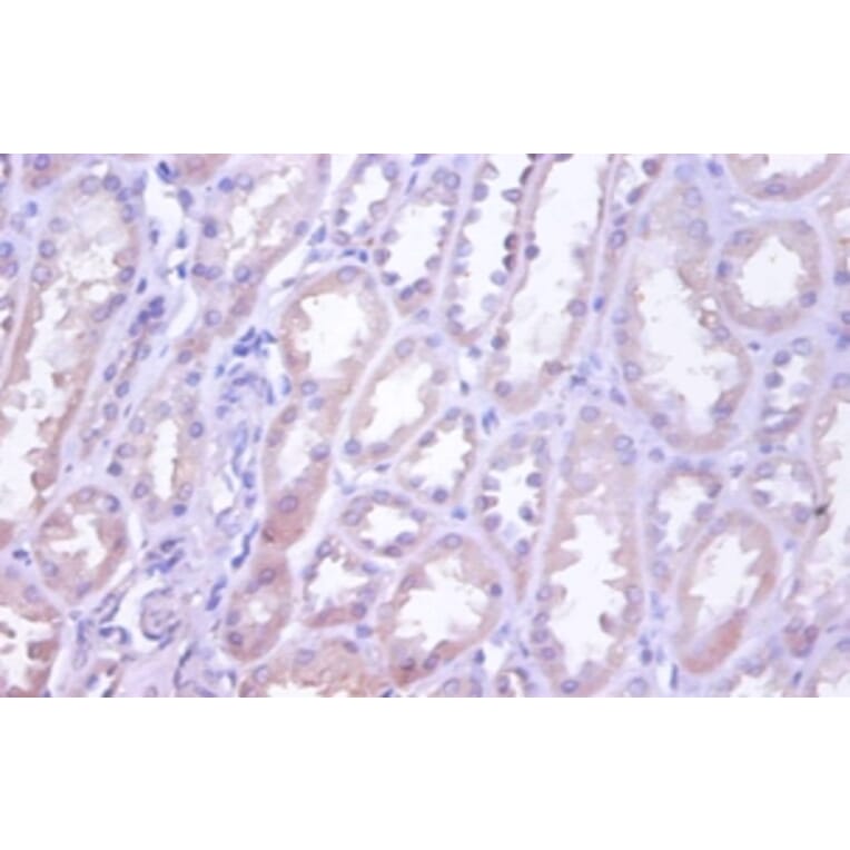 Immunohistochemistry - 42499 from Signalway Antibody - Antibodies.com